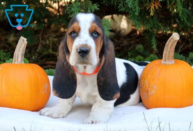 Penelope Basset Hound image