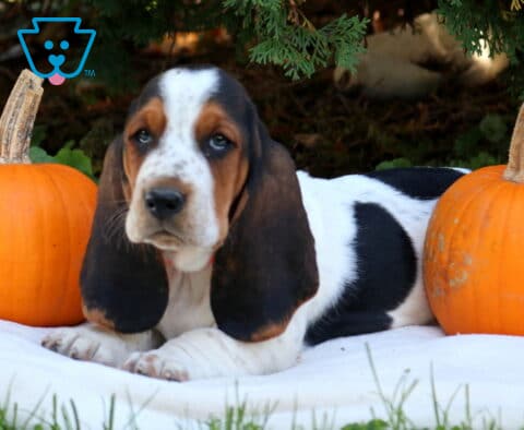 Penelope Basset Hound2