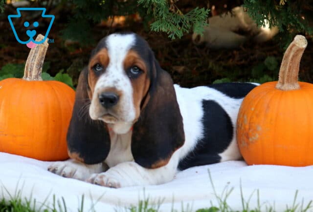 Penelope Basset Hound2 image
