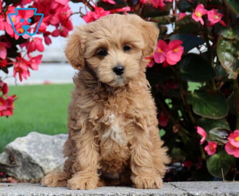 Penelope Mini Poodle
