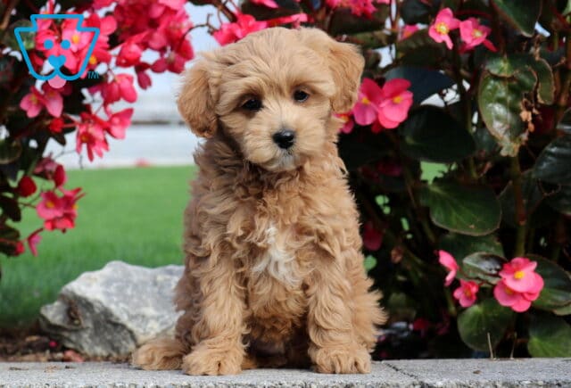 Penelope Mini Poodle image