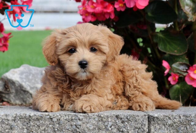 Penelope Mini Poodle2 image