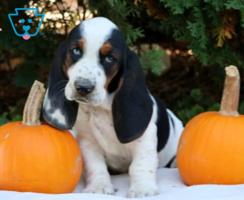 Penny Basset Hound