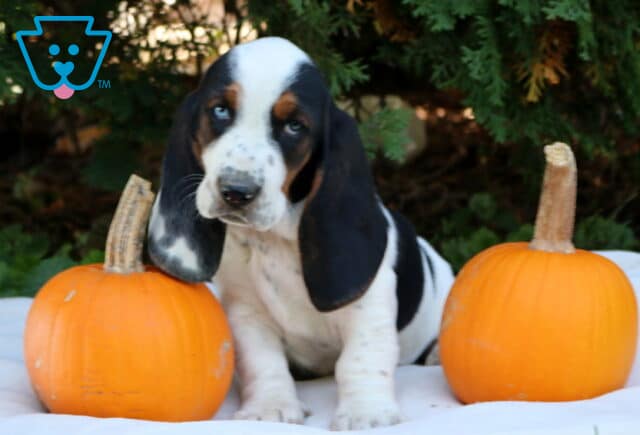 Penny Basset Hound image