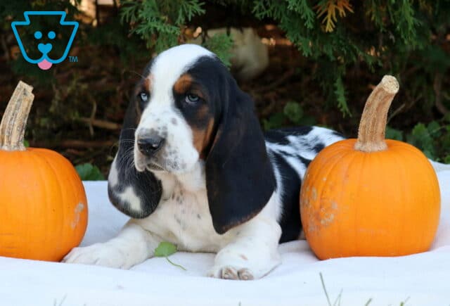 Penny Basset Hound2 image
