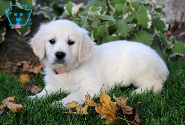 Penny Golden image