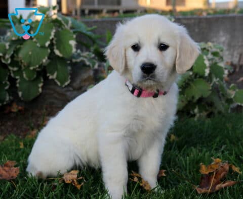 Penny Golden2