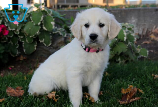 Penny Golden2 image