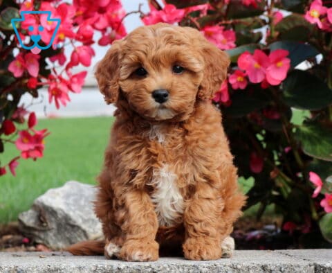 Penny Mini Poodle