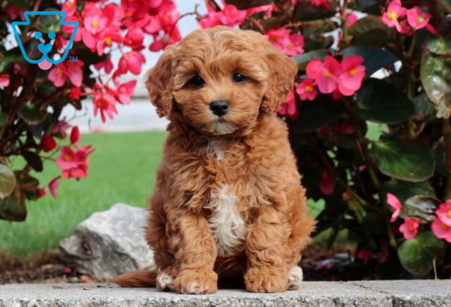 Penny Mini Poodle image