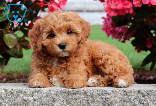 Penny Mini Poodle2 image