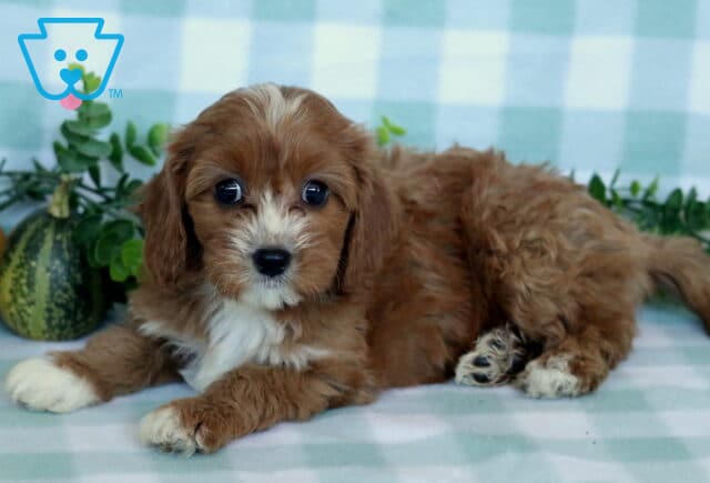 Pepper Cavapoo image