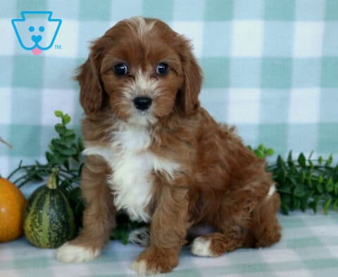 Pepper Cavapoo2