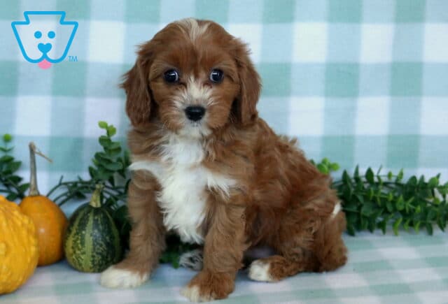 Pepper Cavapoo2 image