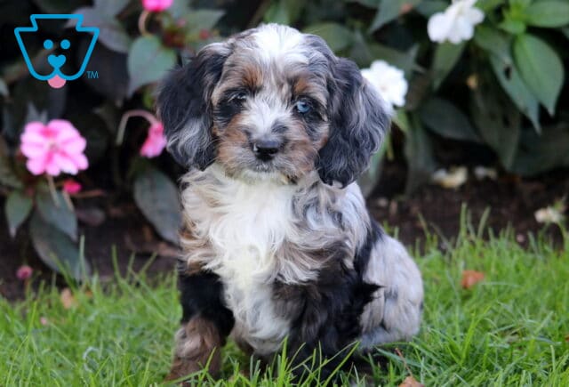 Pepper Cockapoo image