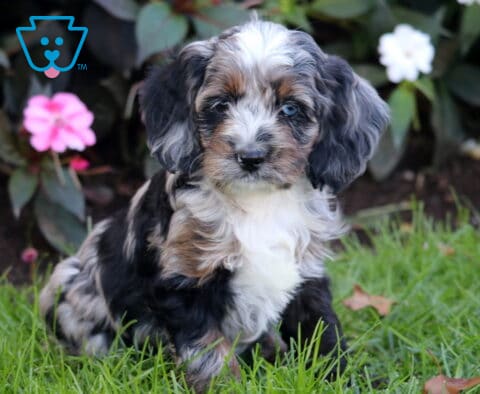 Pepper, a beautiful merle Cockapoo puppy with a fluffy white chest, wavy multicolored coat, floppy ears, and one striking blue eye, resting on green grass beside pink and white flowers in Oxford, PA.