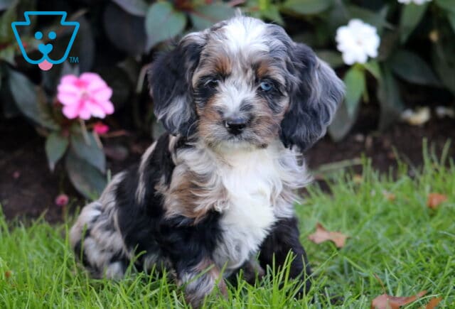 Pepper Cockapoo2 image