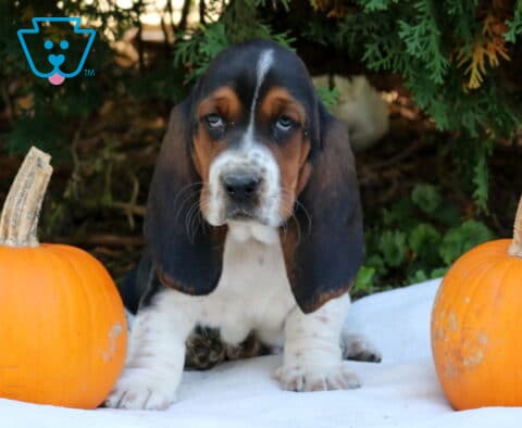 Petey Basset Hound