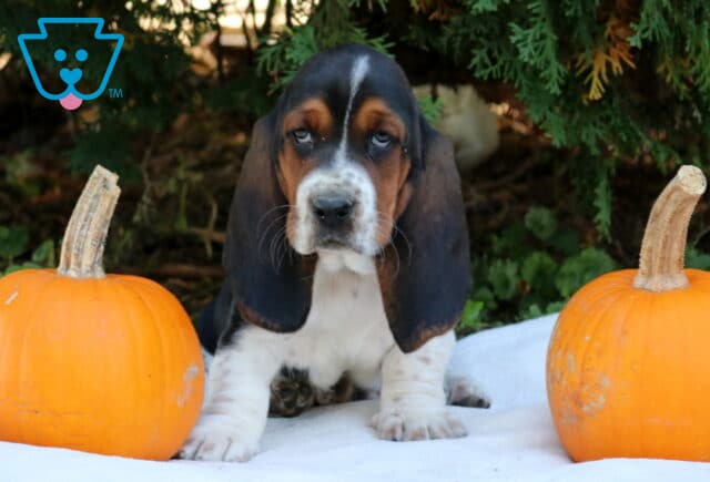 Petey Basset Hound image
