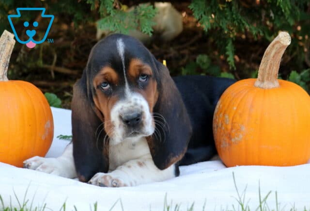 Petey Basset Hound2 image