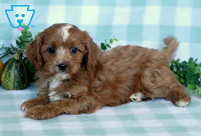 Petey Cavapoo image