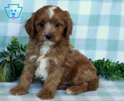Red and white Cavapoo puppy with a soft wavy coat sitting upright on a pale plaid blanket beside decorative gourds and greenery.