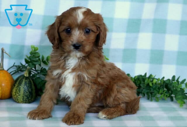 Petey Cavapoo2 image