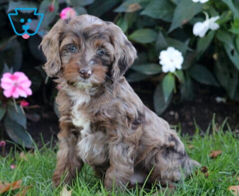 Petey Cockapoo