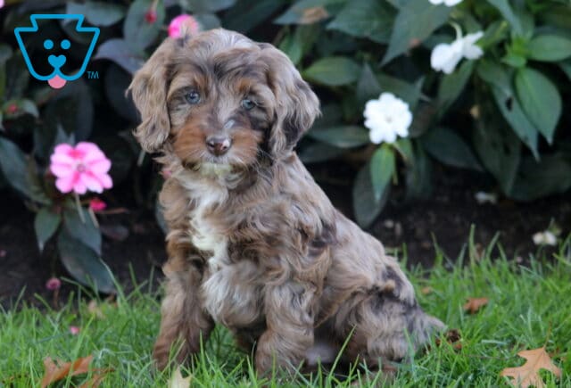 Petey Cockapoo image