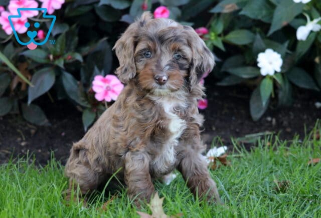 Petey Cockapoo2 image