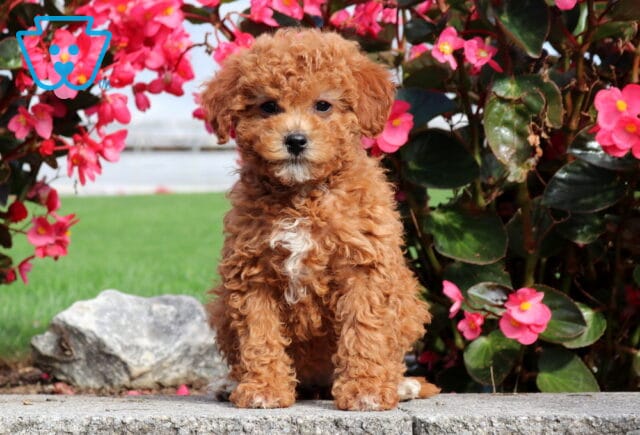 Phoebe Mini Poodle image