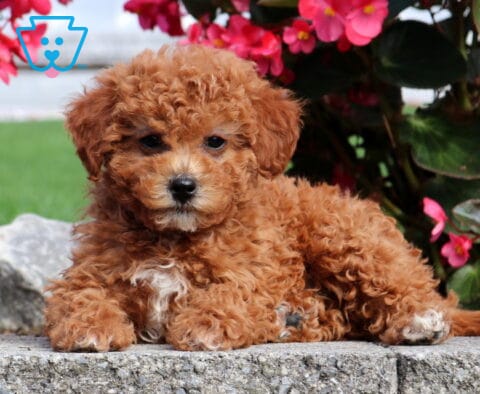 Phoebe Mini Poodle2