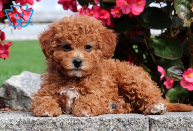 Phoebe Mini Poodle2 image