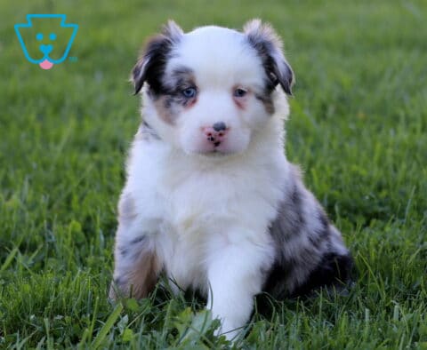 Phoenix Mini Australian Shepherd