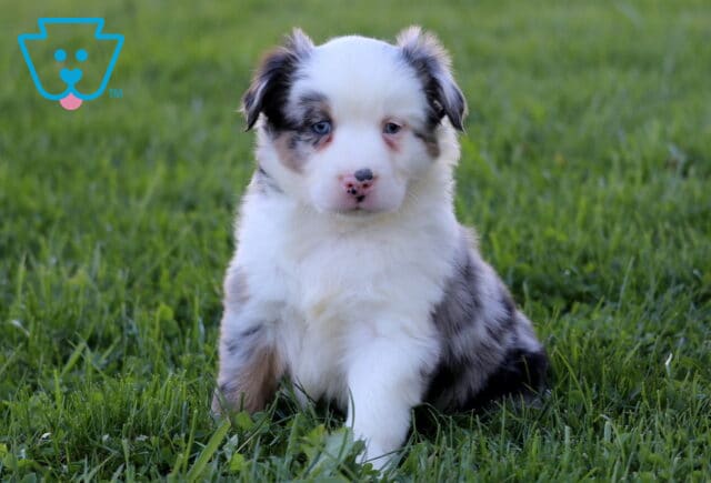 Phoenix Mini Australian Shepherd image