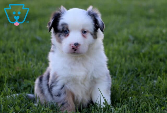 Phoenix Mini Australian Shepherd2 image