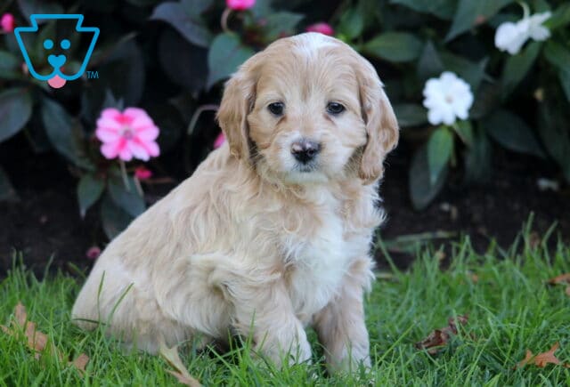 Pickle Cockapoo image