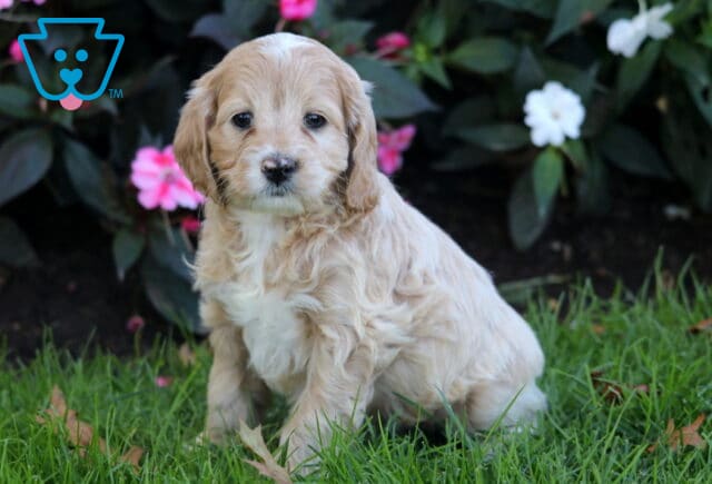 Pickle Cockapoo2 image