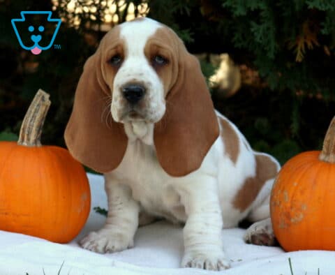 Piper Basset Hound