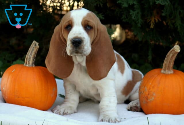 Piper Basset Hound image