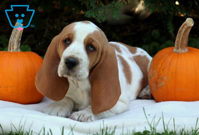Piper Basset Hound2 image