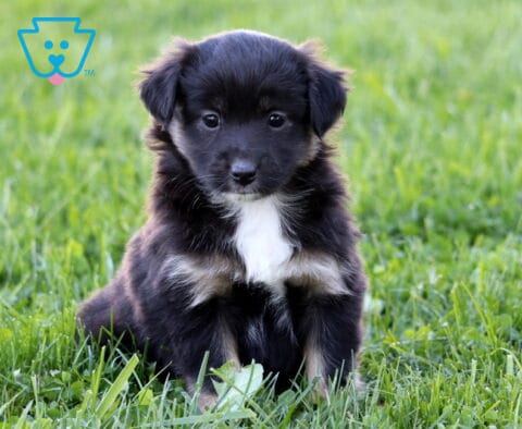 Piper Mini Australian Shepherd