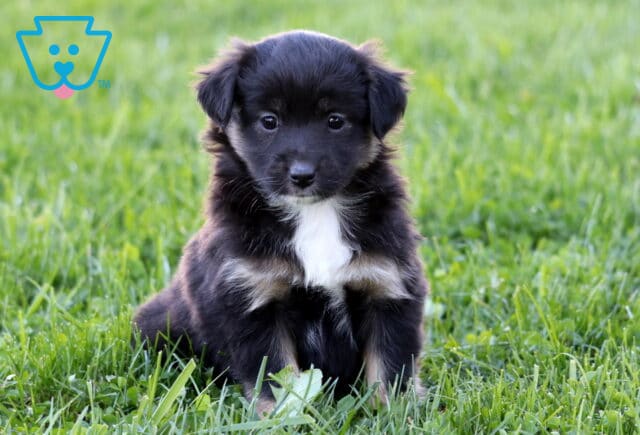 Piper Mini Australian Shepherd image