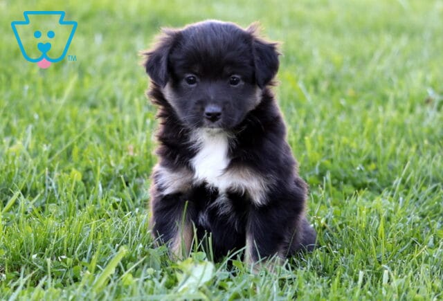 Piper Mini Australian Shepherd2 image