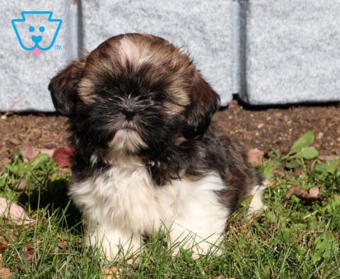 Piper Shih Tzu