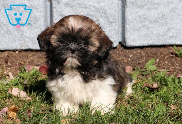 Piper Shih Tzu image