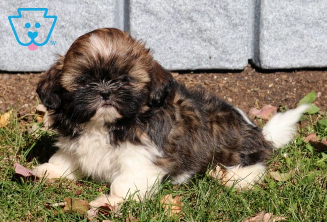 Piper Shih Tzu2 image