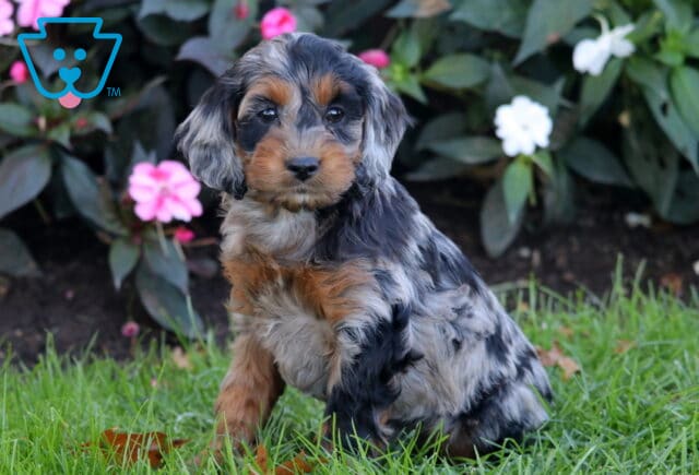 Pluto Cockapoo image
