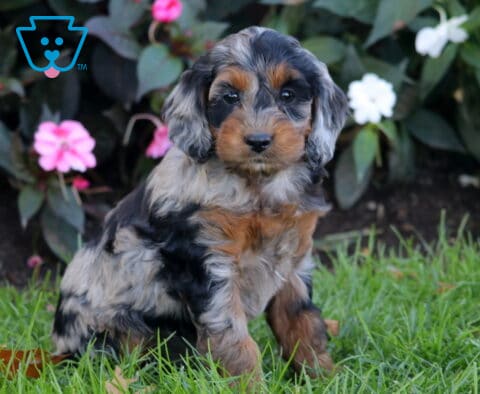 Pluto, an adorable blue merle Cockapoo puppy with striking black and silver markings, warm tan accents, and soft floppy ears, sitting upright on green grass with colorful flowers behind him in Oxford, PA.