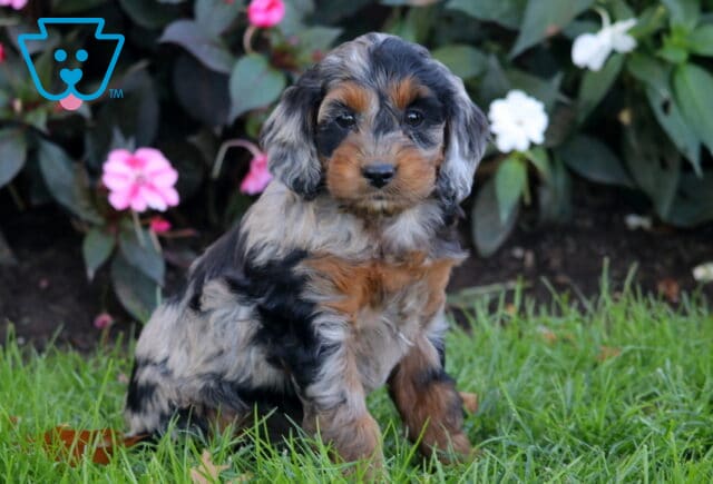 Pluto Cockapoo2 image